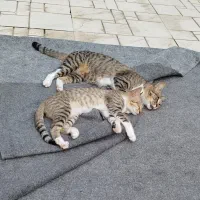 دنبال خانواده ی خوب برای این مادر و پسر هستم