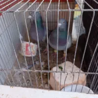 کبوتر|پرنده|شاهین‌شهر, گزبرخوار|دیوار