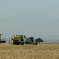 یونجه خرد شده و شلیف گرفته