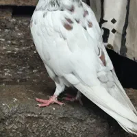 کبوتر نر پرشی عالی خال قرمز|پرنده|سرخرود, |دیوار