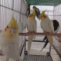 جفت های عروس هلندی فقط ۲ تومن|پرنده|صحنه, |دیوار