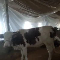 ماده سیمینتال گاوسمینتال گوساله سیمینتال