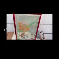 ماهی اکواریومی قرمز و درشت 3ساله غذاخور توافقی