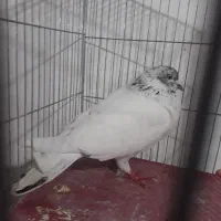 کبوتر غریب گیری|پرنده|رودسر, |دیوار