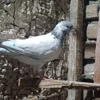 کبوتر|پرنده|بندر ترکمن, |دیوار