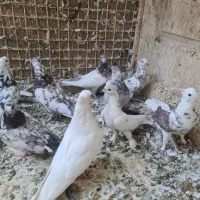 کبوتر پرشی|پرنده|تهران, تختی|دیوار