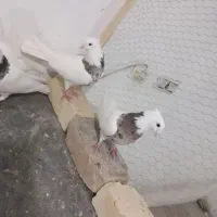 طوقی هفت رنگ|پرنده|کاشان, غربت|دیوار