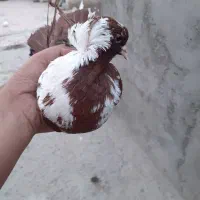 ککیلی ماده قزقن