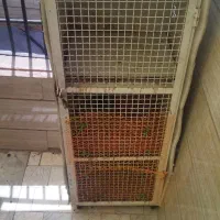 لانه کبوتر