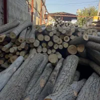 خریدار چوب به قیمت|خدمات باغبانی و درختکاری|دورود, |دیوار