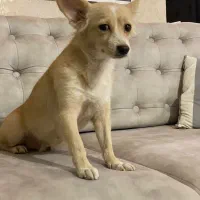 واگذاری سگ اشپیتز|سگ|قدس, شهر‌قدس|دیوار