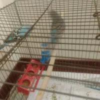 مرغ عشق نر و ماده