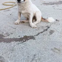 سگ بازیگوش|سگ|بیلوار, |دیوار