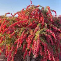 زرشک تازه ارگانیک قائنات