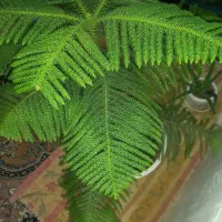 یک اصله کاج مطبق تزئینی