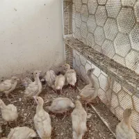 جوجه بوقلمون بیوتی گوشتی|حیوانات مزرعه|بهشهر, |دیوار