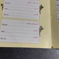 سگ خوب و حرف گوش کن|سگ|برازجان, |دیوار