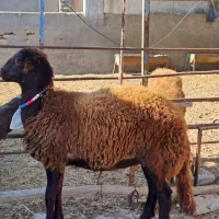 دوعدد طوقلی ماده زیر قوچی جنس نامبروان