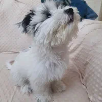 سگ شیتزو سه ماهه