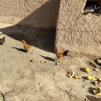 خروس|حیوانات مزرعه|فاروج, |دیوار