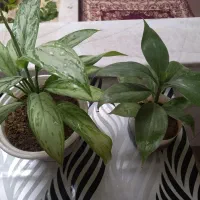 گلهای طبیعی