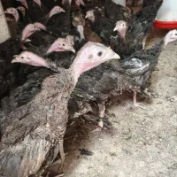 بوقلمون بوغلمون