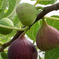 نهال های انجیر سیاه زرد سفید همه رقم ارسال رایگان|خدمات باغبانی و درختکاری|کرمانشاه, |دیوار