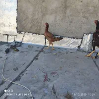 مرغ لاری