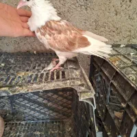 سلام خدتم عشق بازان عزیز