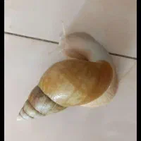 حلزون اچاتینا البینو|خزنده|شیراز, شهرک ترکان|دیوار