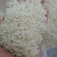 برنج سالم و لاشه طارم درشت