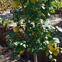 باغ ویلایی ۷۳۸متر در روستای اربطان|فروش دفتر صنعتی، کشاورزی، تجاری|مرند, |دیوار