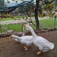 قوغاز میکس لیندا خالماگوری ماده|حیوانات مزرعه|لیسار, |دیوار