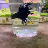 دونه‌ای ۳۰۰|ماهی|مهاباد (آذربایجان غربی), |دیوار