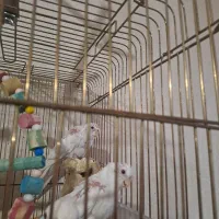 عروس هلندی آلبینو