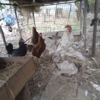 خروس و مرغ گلین|پرنده|رستمکلا, |دیوار