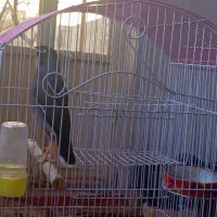 مرغ مینا سالم و سخن گو