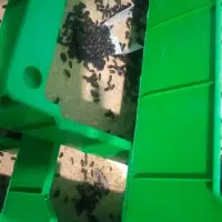 درآمد با غذای پرنده و ماهی میلورم