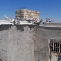 کفتر بمب سبز و سوسکی قره