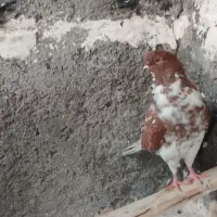 کبوتر گرگی زوردار|پرنده|هرسین, |دیوار