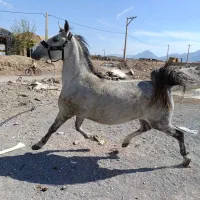 فروش سه راس اسب درجه یک