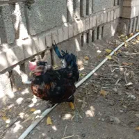 خروس اصیل محلی|حیوانات مزرعه|شیراز, شهرک بهار|دیوار
