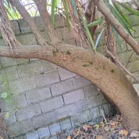 یوکا تنه قوی و درشت