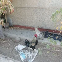 فروش خروس جوان و سالم چهل تاجه