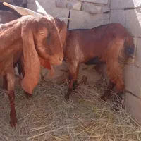 سلام دوعدد بزماده|حیوانات مزرعه|هیدوچ, |دیوار