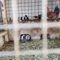 هفت عددخرگوش