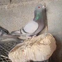 کبوتر پلاکی