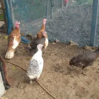 بوقلمون آوردک اسراعیلی|حیوانات مزرعه|تالش, جوکندان|دیوار