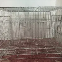 قفس عروس هلندی|لوازم جانبی حیوانات|مرودشت, مسجد رسول‎|دیوار