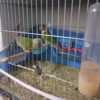 گرینچیک جفت مولد